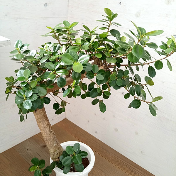 園芸ネット本店｜パンダガジュマル 8号23-04 の通販【公式】