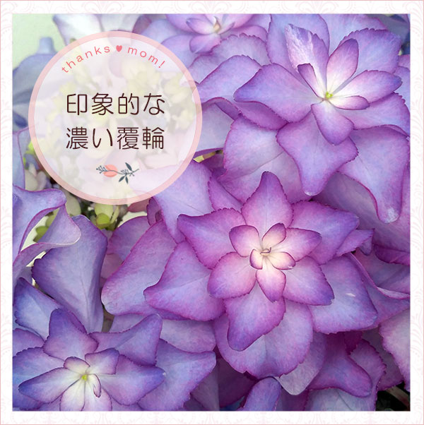 【カサノバ】 紫陽花 鉢ごと発送します。 カサノバ】 紫陽花 鉢ごと発送します。 【公式通販】