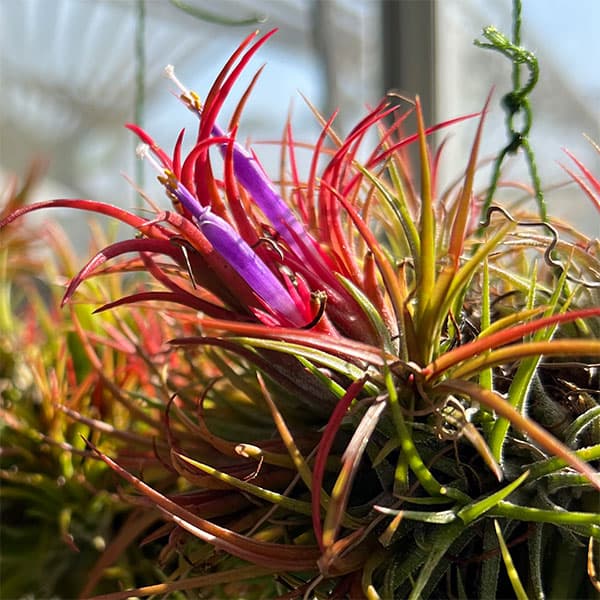 チランジア:イオナンタ ハンギングボール仕立て Sサイズ