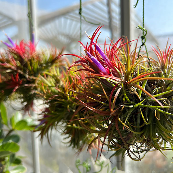 チランジア:イオナンタ ハンギングボール仕立て Sサイズ