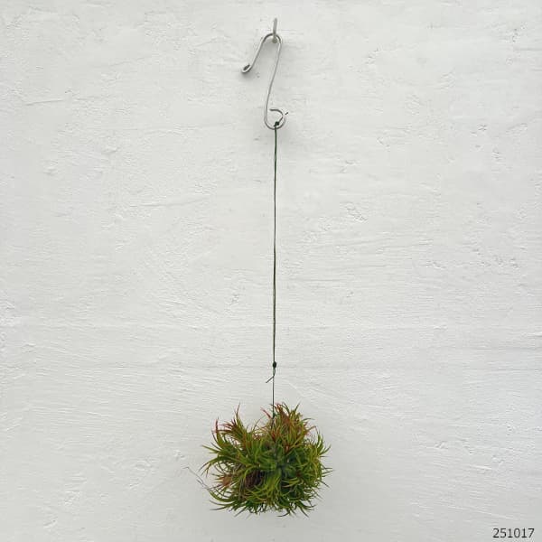 チランジア:イオナンタ ハンギングボール仕立て Sサイズ