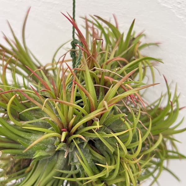 チランジア:イオナンタ ハンギングボール仕立て Sサイズ