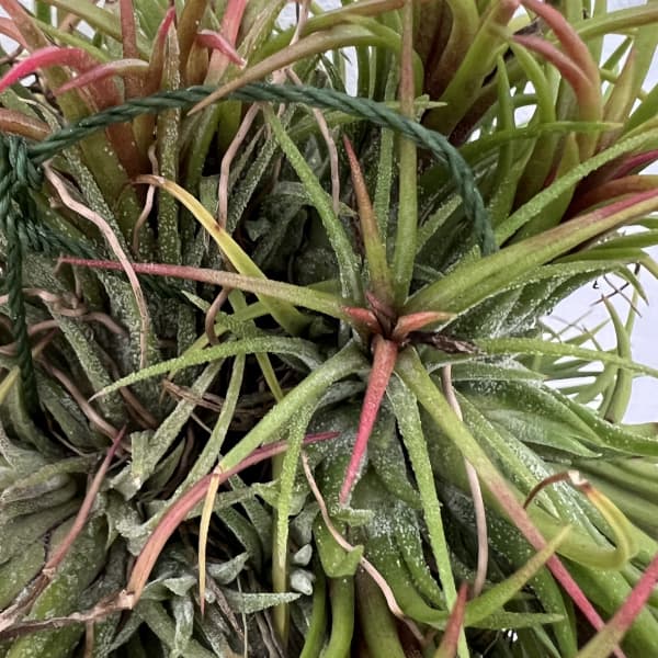 チランジア:イオナンタ ハンギングボール仕立て Sサイズ