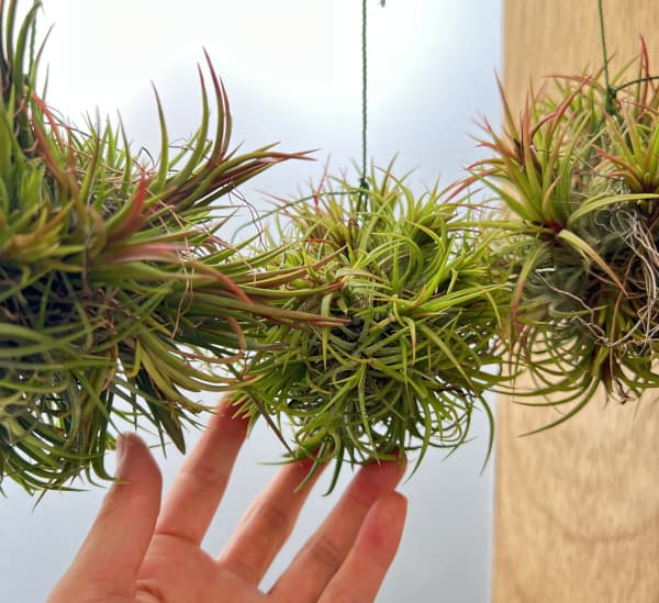 チランジア:イオナンタ ハンギングボール仕立て Sサイズ