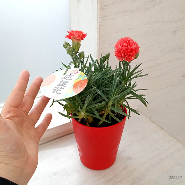 カーネーション:サキーネ応援花(バレンシア)3.5号ポット