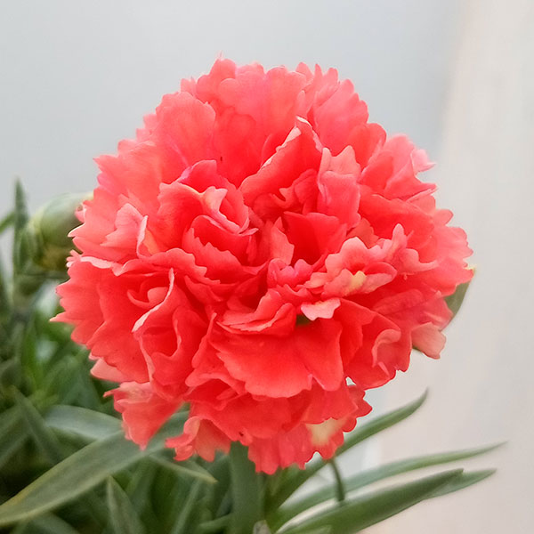 カーネーション:サキーネ応援花(バレンシア)3.5号ポット