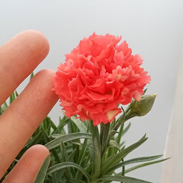 カーネーション:サキーネ応援花(バレンシア)3.5号ポット