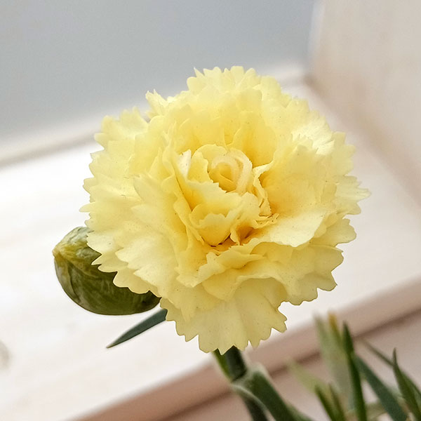 カーネーション:サキーネ応援花(キャンディイエロー)3.5号ポット