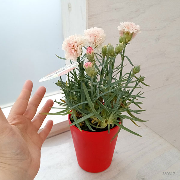 カーネーション:サキーネ応援花(ペールピンク)3.5号ポット