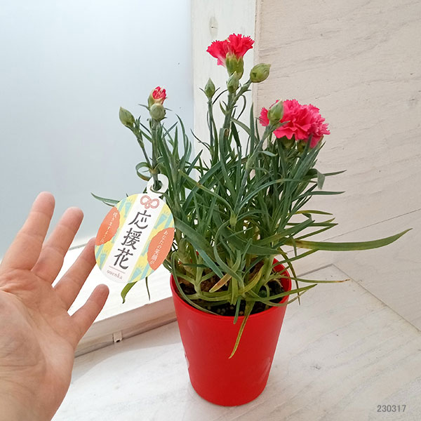 カーネーション：サキーネ応援花（マミーピンク）3.5号ポット