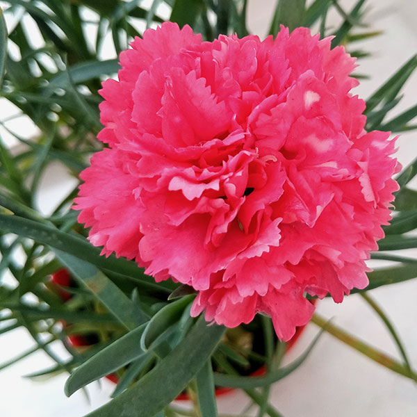 カーネーション：サキーネ応援花（マミーピンク）3.5号ポット