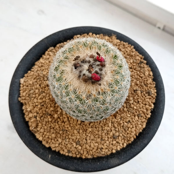 サボテン：マミラリア　鶴の子丸　3号鉢植え