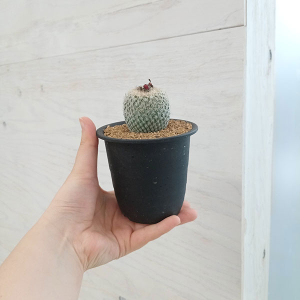 レアサボテンコレクション・マミラリア属・白神丸綴化inわけけのお店 レアサボテンコレクション・マミラリア属・白神丸綴化inわけけのお店