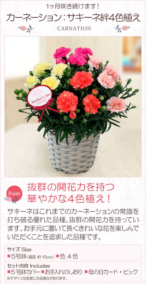 処分セール！ミニカーネーションセット 処分セール！ミニカーネーションセット