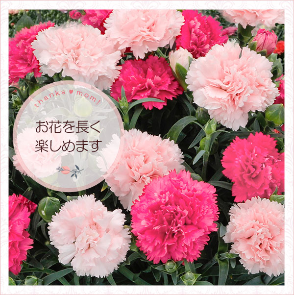 園芸ネット本店｜[送料無料][2023年遅れてごめんね 母の日ギフト