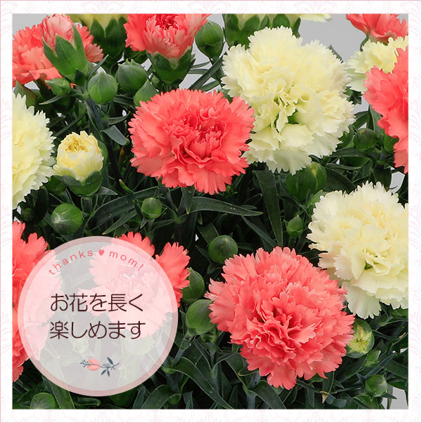 園芸ネット本店｜[送料無料][2023年遅れてごめんね 母の日ギフト