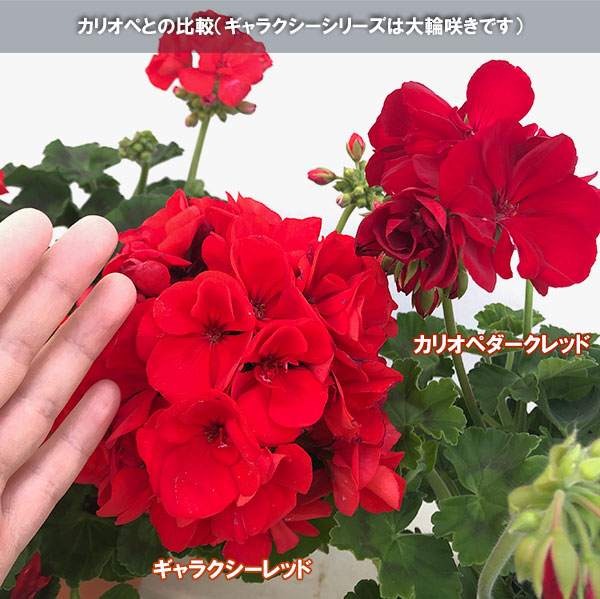 ゼラニウム：ギャラクシーレッド5号鉢植え の通販 | 園芸ネット