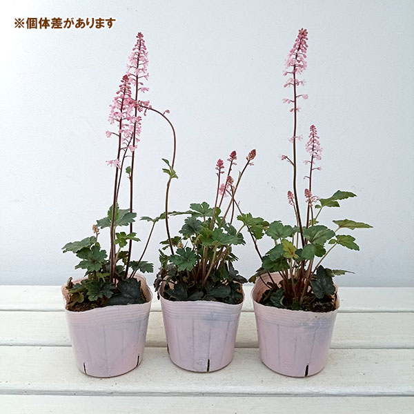 ヒューケレラ:ディグローピンク3.5号ポット