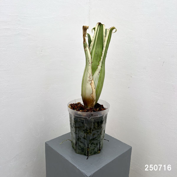 ホヘンベルギア:カーラー 5号鉢植え