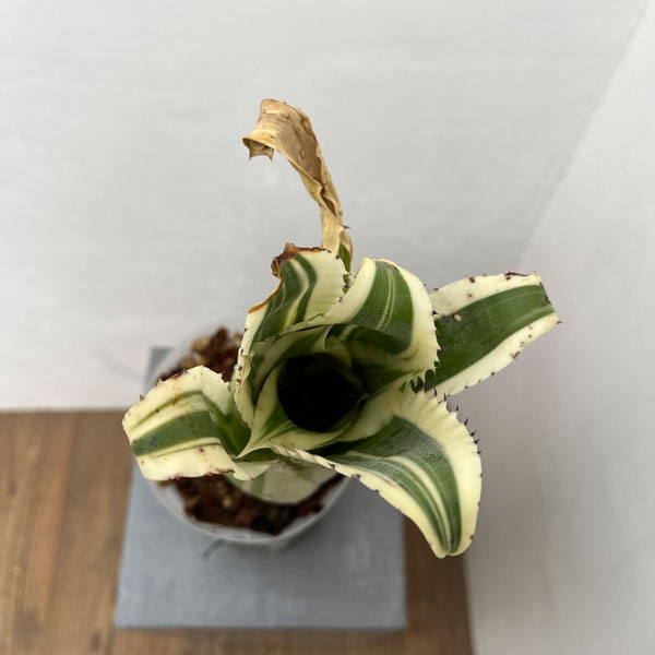 ホヘンベルギア:カーラー 5号鉢植え