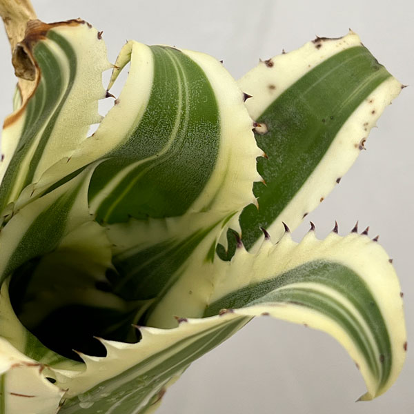 ホヘンベルギア:カーラー 5号鉢植え