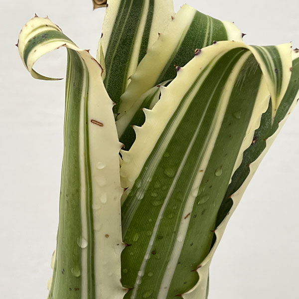 ホヘンベルギア:カーラー 5号鉢植え