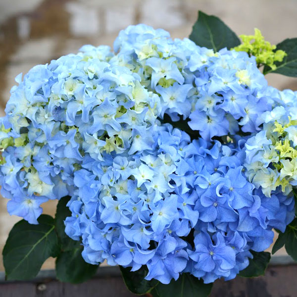 [26年2月中下旬予約]アジサイ：クレイジーテンシア3.5号ポット