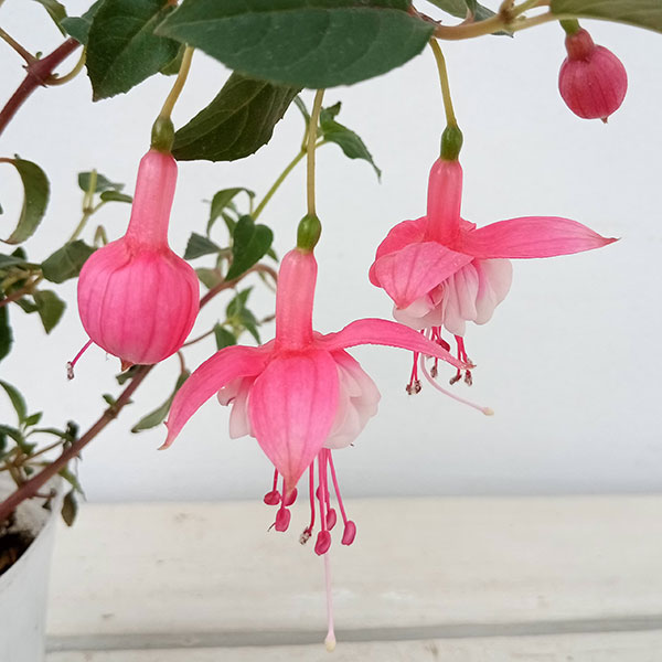 〚Laza〛 【値引き】プランターハーモニー6点セット 値引き】プランターハーモニーシリーズ6点セット 【公式通販】