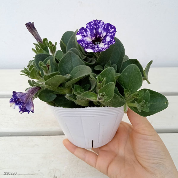 ペチュニア:ナイトスカイ3.5号ポット 6株セット