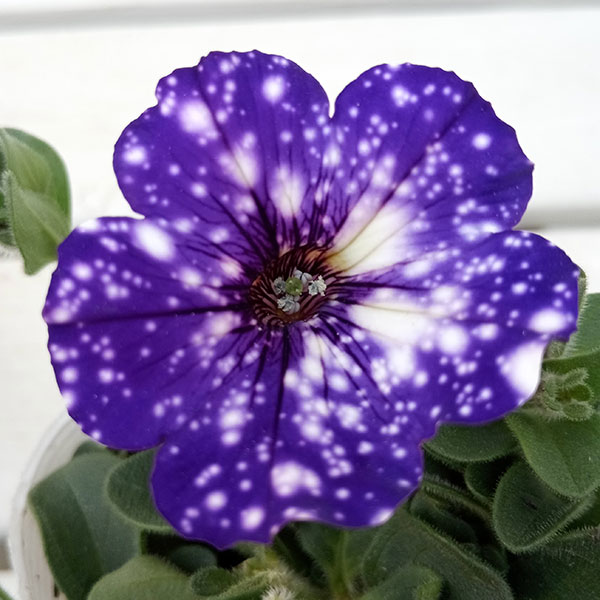 ペチュニア:ナイトスカイ3.5号ポット 6株セット