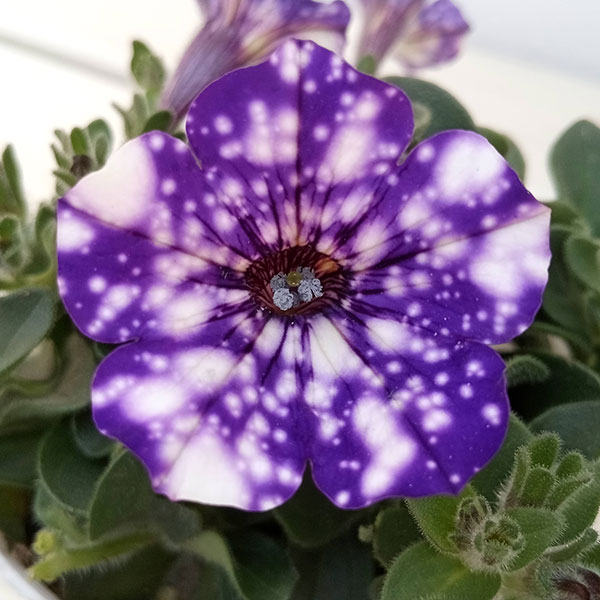 ペチュニア:ナイトスカイ3.5号ポット 6株セット