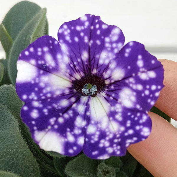 ペチュニア:ナイトスカイ3.5号ポット 6株セット