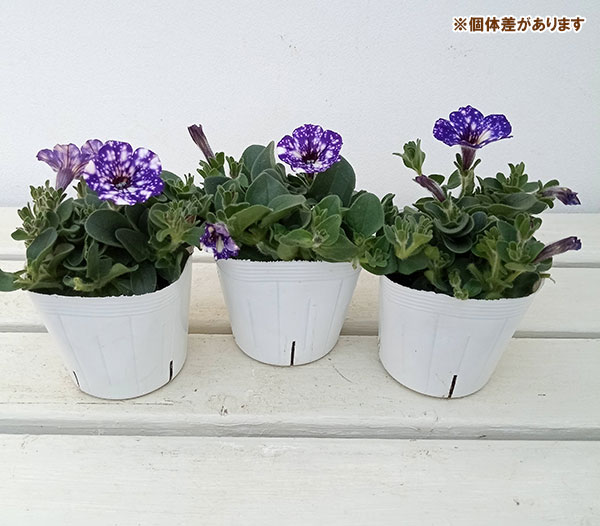 ペチュニア:ナイトスカイ3.5号ポット 6株セット