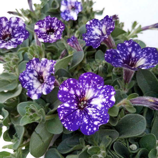 ペチュニア:ナイトスカイ3.5号ポット 6株セット