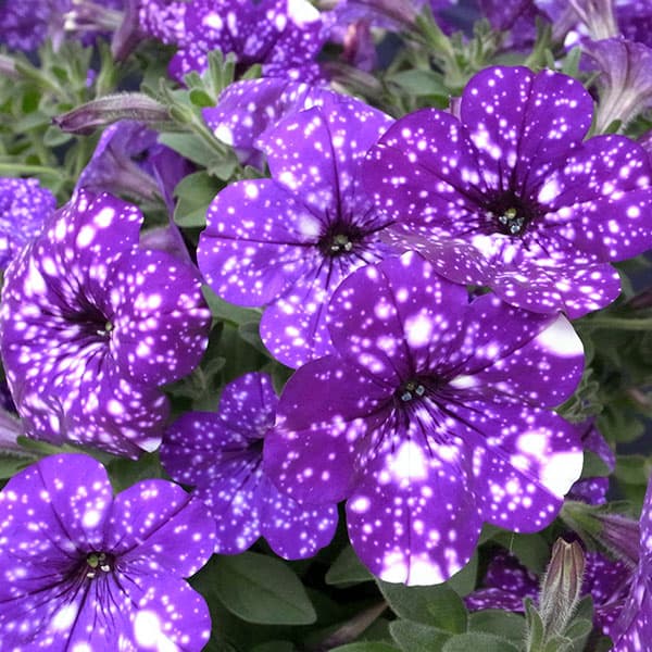 ペチュニア:ナイトスカイ3.5号ポット 6株セット