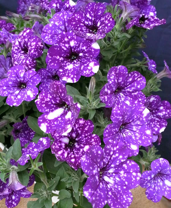 ペチュニア:ナイトスカイ3.5号ポット 6株セット