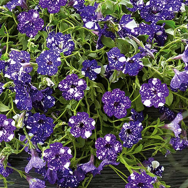 ペチュニア:ナイトスカイ3.5号ポット 6株セット