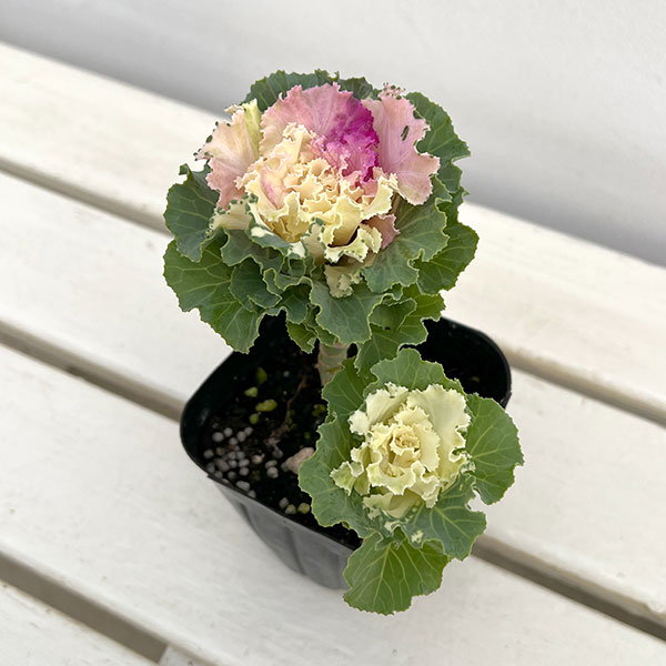 ハボタン：ラッフル ピンクメッシュ２本立ち3.5号ポット