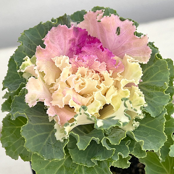 ハボタン：ラッフル ピンクメッシュ２本立ち3.5号ポット