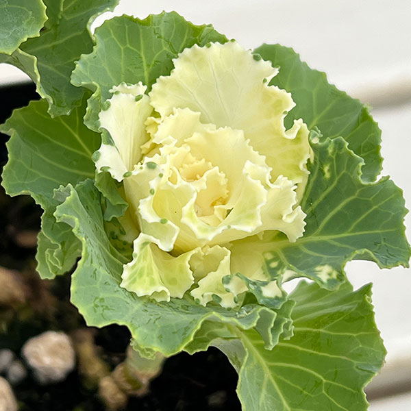 ハボタン：ラッフル ピンクメッシュ２本立ち3.5号ポット