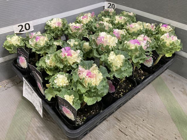 ハボタン：ラッフル ピンクメッシュ２本立ち3.5号ポット