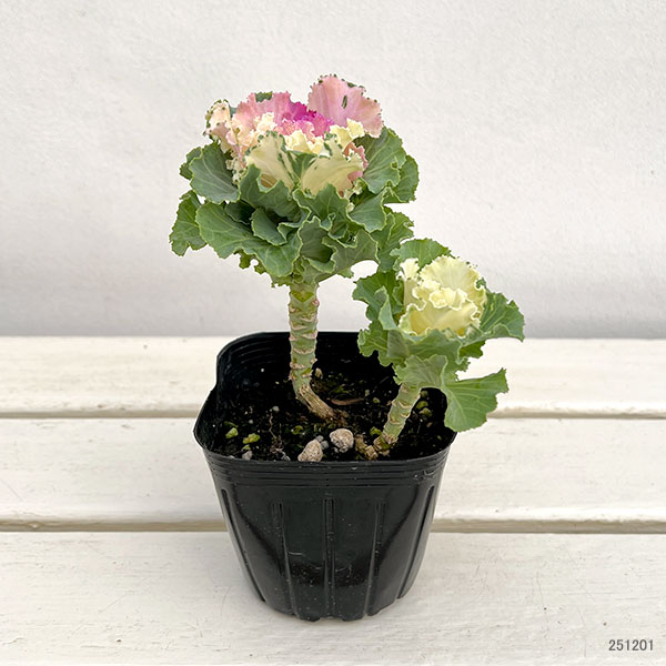 ハボタン：ラッフル ピンクメッシュ２本立ち3.5号ポット