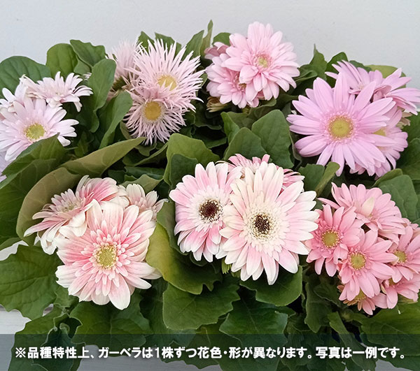 ミニガーベラ:ナカノセレクション パステルライトピンク系3号ポット