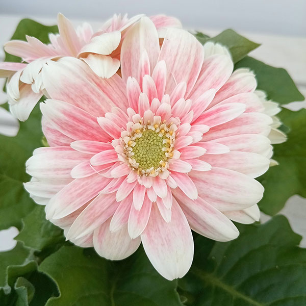 ミニガーベラ:ナカノセレクション パステルライトピンク系3号ポット