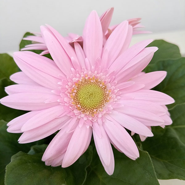 ミニガーベラ:ナカノセレクション パステルライトピンク系3号ポット