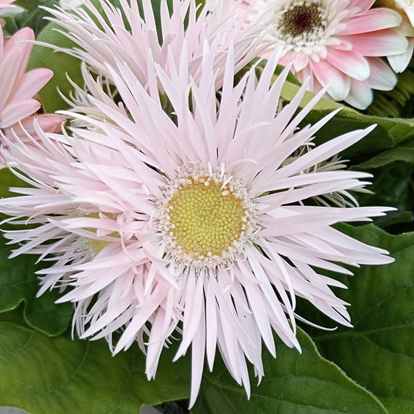 ミニガーベラ:ナカノセレクション パステルライトピンク系3号ポット