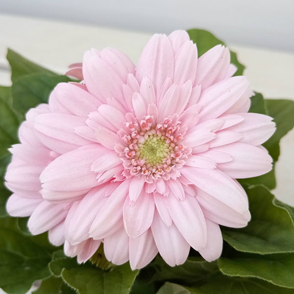 ミニガーベラ:ナカノセレクション パステルライトピンク系3号ポット