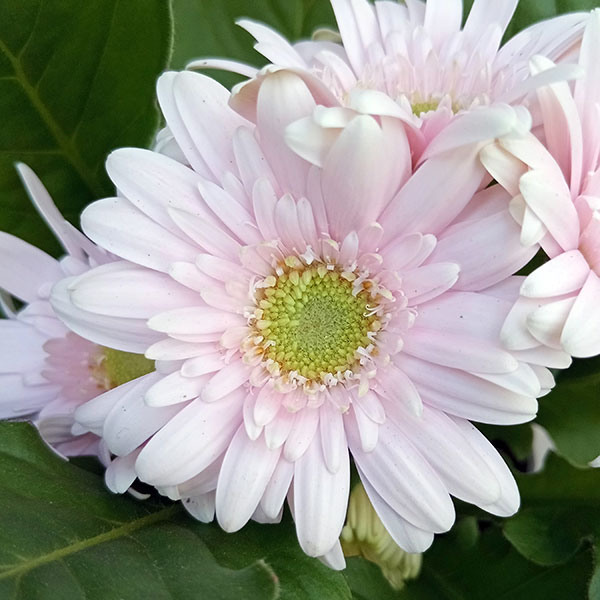 ミニガーベラ:ナカノセレクション パステルライトピンク系3号ポット