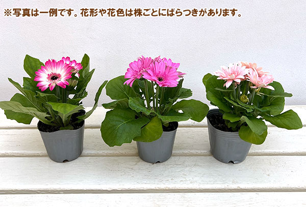 ミニガーベラ：ナカノセレクション ピンク系3号ポット
