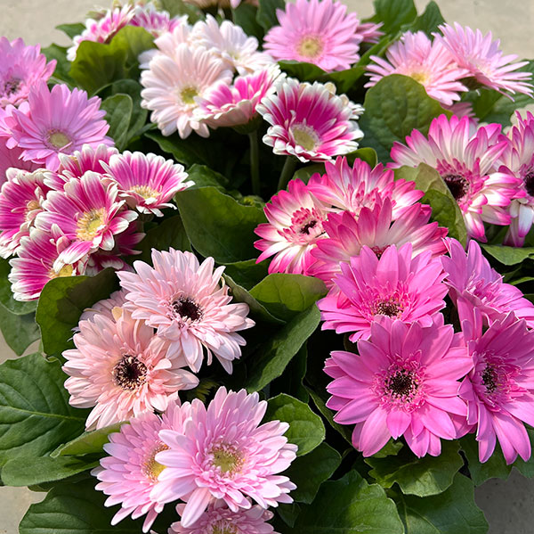 ミニガーベラ：ナカノセレクション ピンク系3号ポット